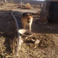 سگ ژرمن اصیل شناسنامه دار|سگ|شیروان (خراسان), |دیوار