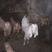 بز و بزغاله نروماده|حیوانات مزرعه|گنبد کاووس, |دیوار