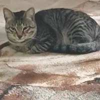 واگذاری رایگان گربه