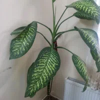 فروش گل|گل و گیاه طبیعی|بومهن, |دیوار