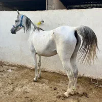 مادیون ترکی