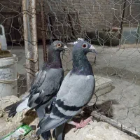 کبوتر کشیده