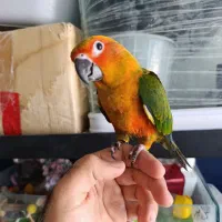 جوجه گرین دبل رد و تراکوییس یلو و خورشیدی و قناری|پرنده|خورموج, |دیوار