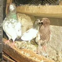 کفتر کلیی|پرنده|کهنوج, |دیوار