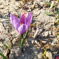 زعفران خشک امسالی|خوردنی و آشامیدنی|گوگان, |دیوار