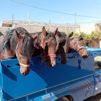 خرید و فروش اسب همه نوع|اسب و تجهیزات اسبسواری|شیراز, گویم|دیوار