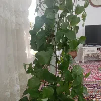 گل پتوس|گل و گیاه طبیعی|مشهد, امیرآباد|دیوار