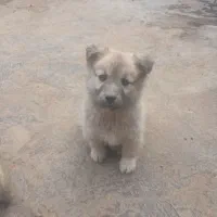 سگ پا کوتاه ۳ ماهه