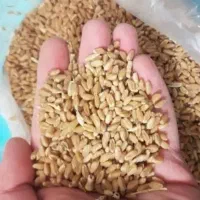 فروش بذرگندم درجه یک بارات (نقد)