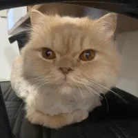 واگذاری گربه خانگی ۳ ساله