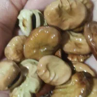 بذر باقلا زودرس