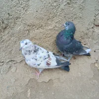 کبوتر تیر ماه