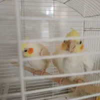 دو عدد عروس رایگان
