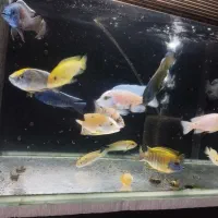 آکواریوم سیلور،گوپی گلدفیش آنجل فایترگیاه کالر کوی