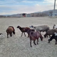 قوچ ،میش‌ بره بز بزغاله بره نر بره ماده|حیوانات مزرعه|ملایر, |دیوار