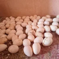 تخم بوقلمون برنز و بربون سنگین وزن