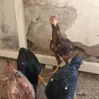 جوجه لاری اصل