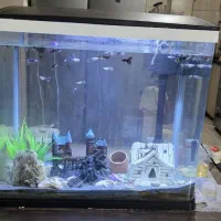 آکواریم. کامل شیک ونو . ش. کامل با ماهی هاش ۲۸۵۰|ماهی|مشهد, کارمندان دوم|دیوار