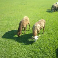 بره نر قوچی، تخمی، گوسفند زل