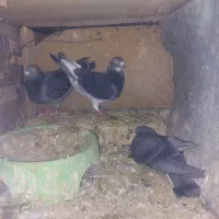 سلام.مینا بامگس.جفت دوکت.چندتایی هم کفتر رنگه|پرنده|زاهدان, |دیوار