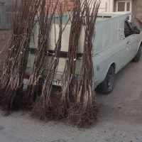 انواع گردوی پیوندی وبادام