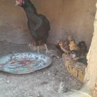 فروش مرغ لاری ودورگ همه کرکی|حیوانات مزرعه|تربت جام, جامرود|دیوار