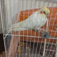 عروس هلندی