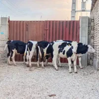 خرید و فروش انواع گوساله|حیوانات مزرعه|کهنوج, |دیوار
