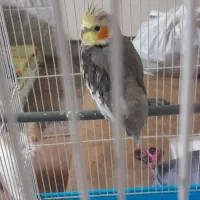 عروس هلندی دستی جوجه نرقفس