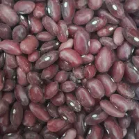 لوبیا قرمز