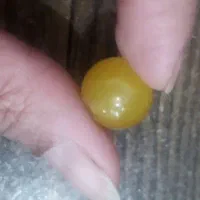 عقیق زرد|جواهرات|شیراز, ماه فیروزان|دیوار