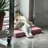 یه گربه طوسی پیدا شده تو کوی طبیعت ک عکس ندارم ازش