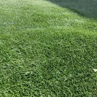 چمن کارکرده|گل مصنوعی|ری, سیزده آبان|دیوار