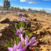 پیاز زعفران درجه 1|گل و گیاه طبیعی|گناباد, |دیوار