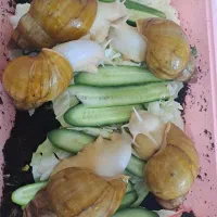 حلزون|خزنده|تهران, تختی|دیوار