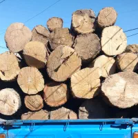 خریددرختخریدارچوب هرسکاری برشکاری|خدمات باغبانی و درختکاری|تبریز, |دیوار