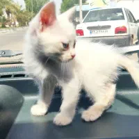 پرشین|گربه|سوسنگرد, |دیوار
