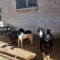 کهره نر سبک چاق کوار