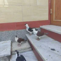 کبوتر ساده سیاه|پرنده|زهک, |دیوار