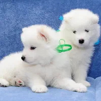 فروش توله سگ خرسی و پشمالو سامویید