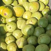 گردوی تازه با پوست سبز وتمیز شده