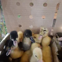 جوجه اردک محلی