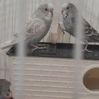 سه عدد مرغ عشق بالغ