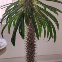 گل طبیعی قیمت مناسب