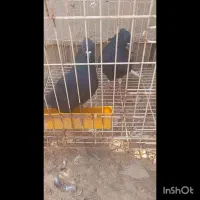 مصیرغیزانیه|پرنده|اهواز, منازل کارون|دیوار