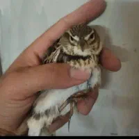 سهره خاکی|پرنده|تبریز, |دیوار