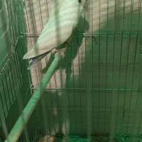 عروس هلندی برزیلی