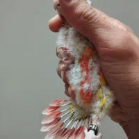 جوجه سرلاکی گرین چیک گرینچیک طوطی  عروس کوتوله|پرنده|مشهد, کوی المهدی|دیوار