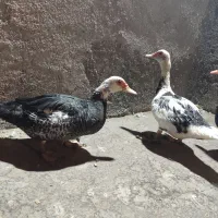 اوردک اسرائیلی