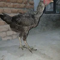 مرغ لاری